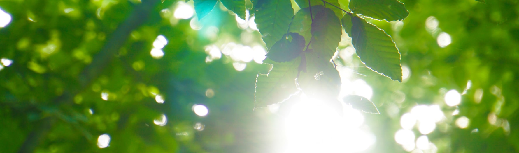 木陰から差し込む木漏れ日